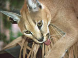 Wildcats Pictures Screensaver