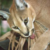 Wildcats Pictures Screensaver