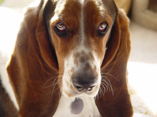 A Bassett Hounds Life Screensaver