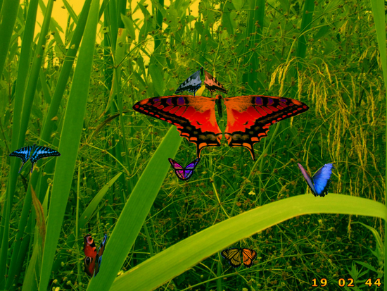 Amazing Butterflies screensaver