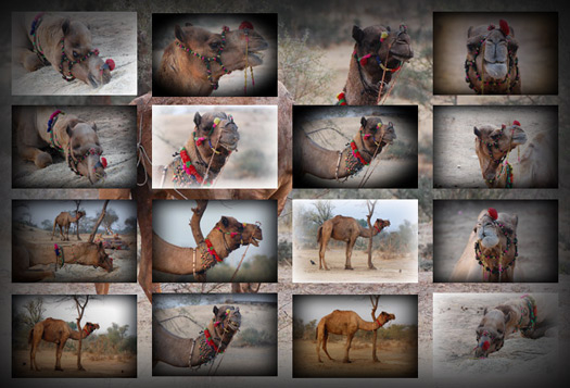 Calm Camels screensaver