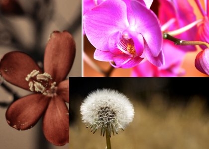 Canon Macro Photos Screensaver