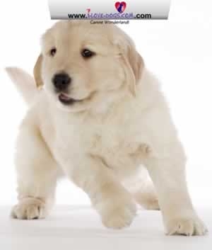 Cute Dog Screensaver!