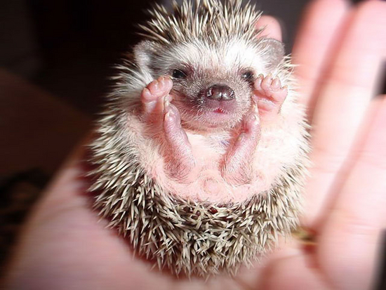 Cute Hedgehogs Screensaver