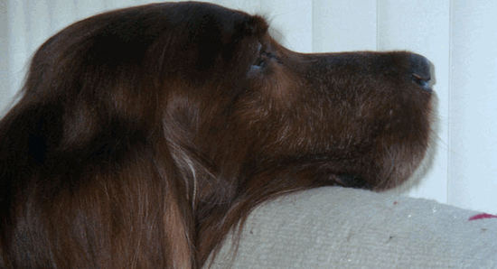 dog supplement,dog vitamin,dog health