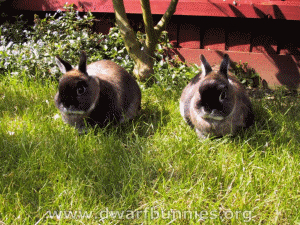 Dwarf Bunnies Saver1