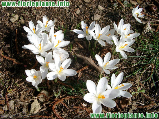 fiori e piante screensaver