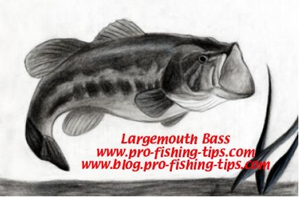 free fishing tips