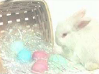 Free Happy Easter Screensaver