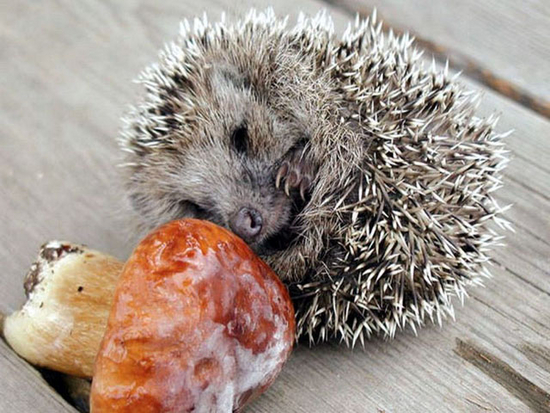 Free Hedgehogs Screensaver