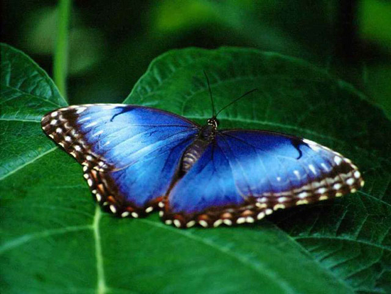 Free Living Butterfly Screensaver