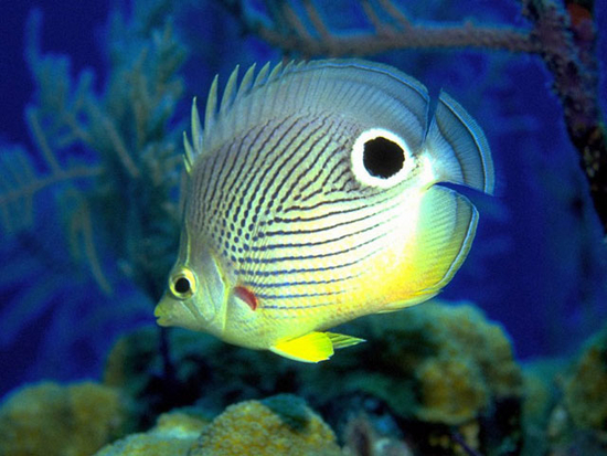 Free Marine Aquarium Screensaver