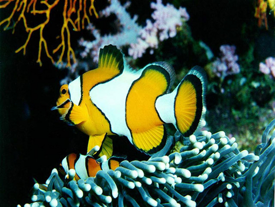 Free Marine Fish Screensaver