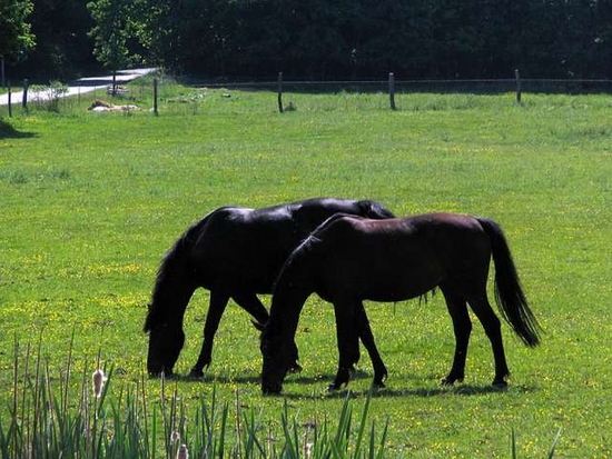 horse-racing-betting svr1