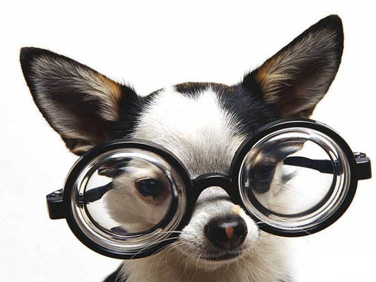 Humorous Pets Screensaver