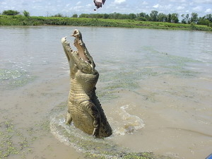 Hungry Crocodiles Screensaver