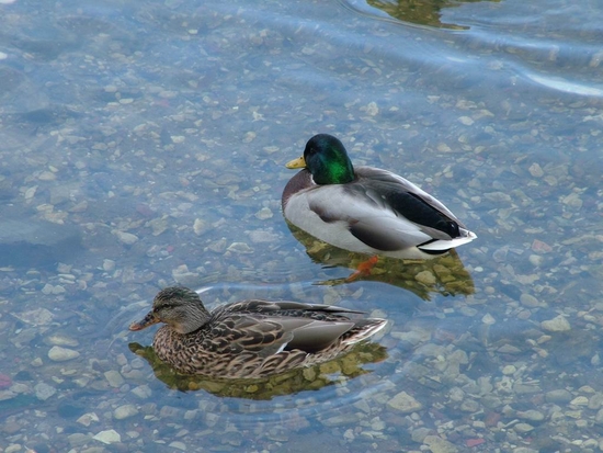 Hungry Ducks ScreenSaver