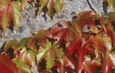 Indoor Air Purifiers