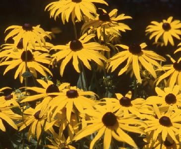 Indoor Pollution Air Purifiers