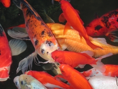 koi filters