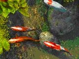 Koi Fish 3D Photo Screensaver