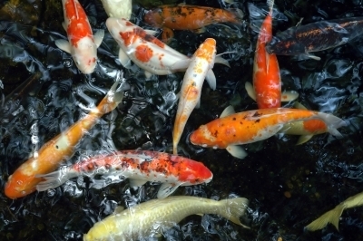koi pond filters