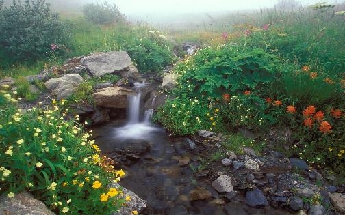 Living Olympic National Park Screensaver