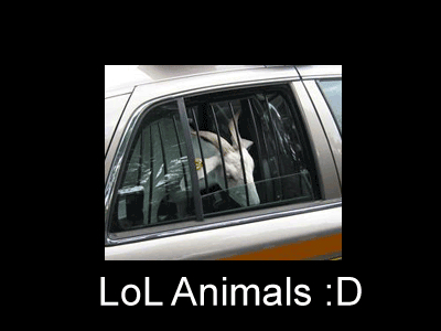 LoL Animals Screensaver