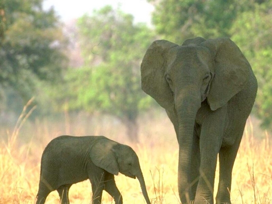 Playful Elephants  ScreenSaver