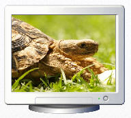 reptiles amphibians