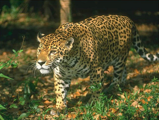 Smart Wildcats Screensaver