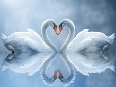 Swan Love Animated Wallpaper