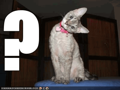 TF Funny Cats Screensaver