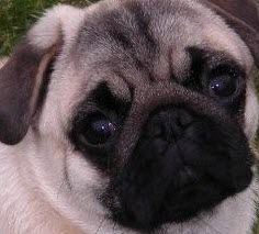 Vanity Clothing Store