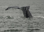 Wild Alaska