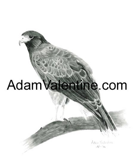 Wildlife Pencil Drawing