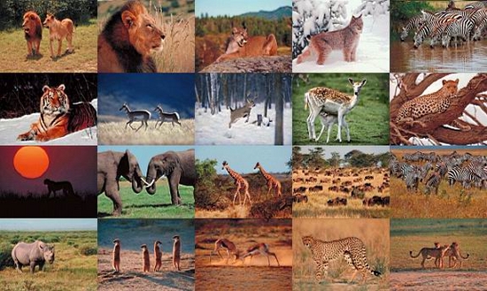 Wildlife Photo Screensaver