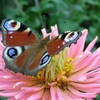 7art Fantastic Butterflies ScreenSaver