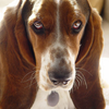 A Bassett Hounds Life Screensaver