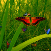 Amazing Butterflies screensaver