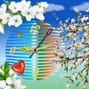 Apple-Blossom-Clock ScreenSaver