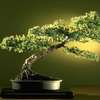 Bonsai Gallery Screensaver Collection