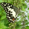 Butterflies Screensaver 2007