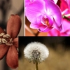 Canon Macro Photos Screensaver