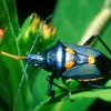 Colorful Beetles ScreenSaver