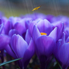 Crocus Screensaver