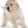 Cute Dog Screensaver!