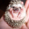Cute Hedgehogs Screensaver