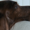 dog supplement,dog vitamin,dog health