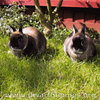 Dwarf Bunnies Saver1